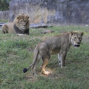Africa - Lions (Panthera leo)