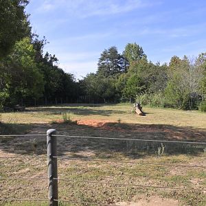 Watani Grasslands Reserve - Rhino Boma