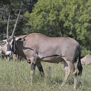Watani Grasslands Reserve - Fringe-eared Oryx (Oryx beisa callotis)