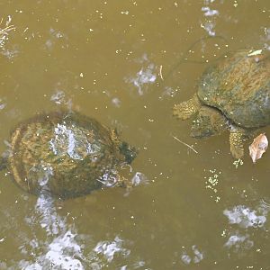 Forest's Edge - Wild Common Snapping Turtles