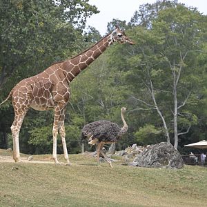 Forest's Edge - Giraffe and Ostrich