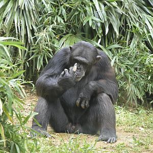 Kibale Forest - Kendall has no chill