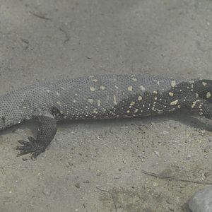 Desert - Beaded Lizard (Heloderma horridum)