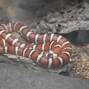 Desert - Arizona Mountain Kingsnake (Lampropeltis pyromelana pyromelana)
