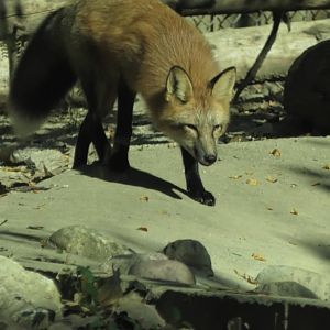 Red fox