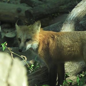 Red fox