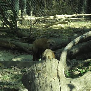 Red fox with mouth open