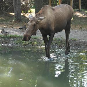 Moose heads into the water