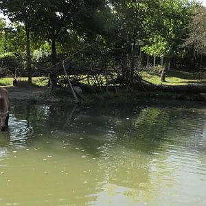 Two moose in the water