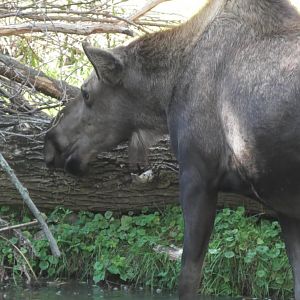 Moose looks for food in the water again
