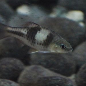 Spanner barb (Striuntius lateristriga)