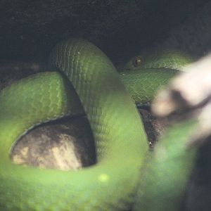 Large-eyed pit viper (Trimeresurus macrops)