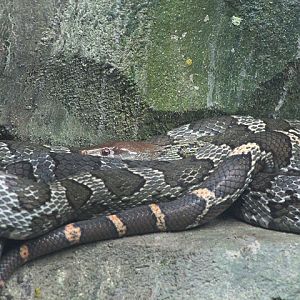 Moellendorf's rat snake (Elaphe moellendorffi)