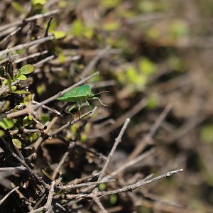 Australasian Vegetable Bug (Glaucias amyoti), Pencarrow Coast Road (Lower Hutt, Wellington)