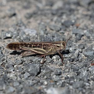 Migratory Locust (Locusta migratoria), Pencarrow Coast Road (Lower Hutt, Wellington)