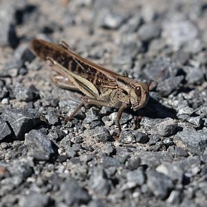 Migratory Locust (Locusta migratoria), Pencarrow Coast Road (Lower Hutt, Wellington)