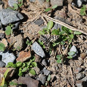Yellow-underwing Moth (Notoreas sp.), Pencarrow Coast Road (Lower Hutt, Wellington)