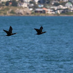 Little Black Shag (Phalacrocorax sulcirostris) duo, Pencarrow Coast Road (Lower Hutt, Wellington)