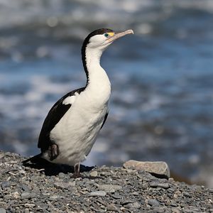 Pied Shag (Phalacrocorax varius varius), Pencarrow Coast Road (Lower Hutt, Wellington)
