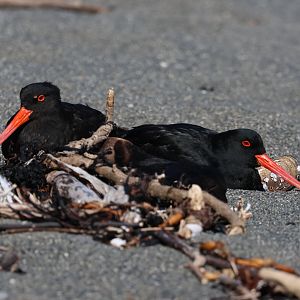 Variable Oystercatcher (Haematopus unicolor) pair, Pencarrow Coast Road (Lower Hutt, Wellington)