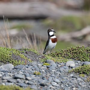 Banded Dotterel (Anarhynchus bicinctus bicinctus), Pencarrow Coast Road (Lower Hutt, Wellington)
