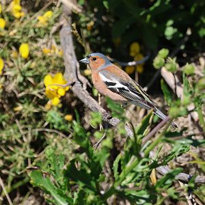 Common Chaffinch (Fringilla coelebs gengleri) male, Pencarrow Coast Road (Lower Hutt, Wellington)