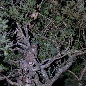 Blakiston's Fish Owl ~ Hokkaido