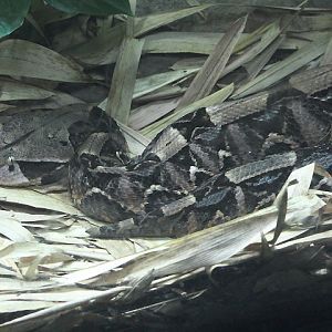 West African Gaboon viper (Bitis rhinoceros)