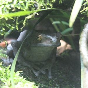 Yellow-spotted tree toad (Rentapia flavomaculata)