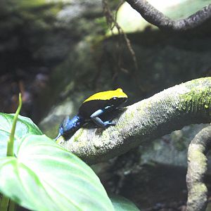 Blue-legged mantella (Mantella expectata)