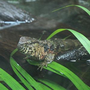 Chinese crocodile lizard (Shinisaurus crocodilurus crocodilurus)