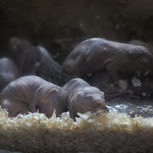 Naked mole-rat (Heterocephalus glaber)