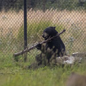 American Black Bear twirling a small log