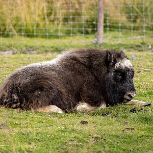 Musk Ox calf