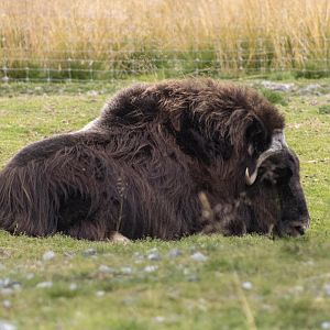 Musk Ox