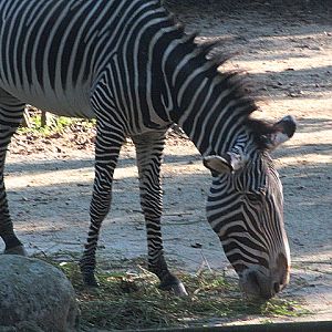 Grévy's zebra (Equus grevyi)