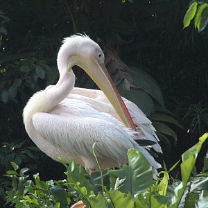Great white pelican (Pelecanus onocrotalus)