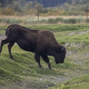 Wood Bison