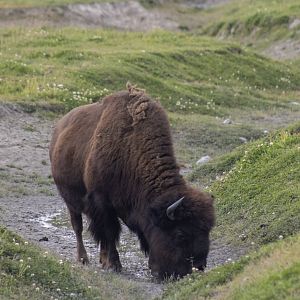Wood Bison