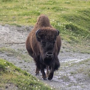 Wood Bison