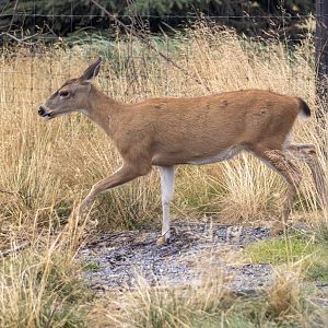 Sitka Blacktail Deer