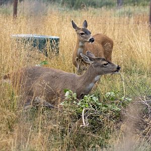 Sitka Blacktail Deer