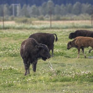 Wood Bison calves