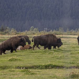 Wood Bison
