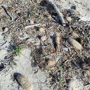 South Australian beach debris