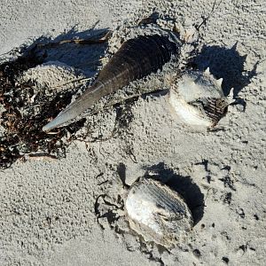 South Australian beach debris