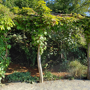Purple-naped lory aviary