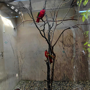 Purple-naped lory indoor exhibit