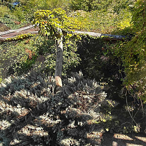 Blue-fronted fig parrot aviary