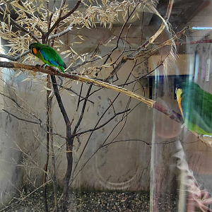 Blue-fronted fig parrot indoor exhibit